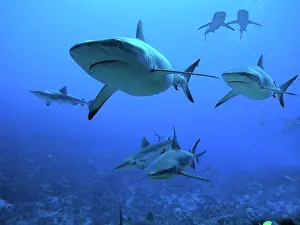 Fakarava: Grey Reef Sharks - swimming into Fakarava Lagoon to feed