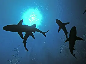 Sinister: Grey Reef SHARKS - swimming over the photographer