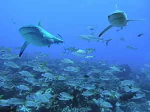 Afraid: Grey Reef SHARKS - swimming over school of Black-spot