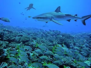 Afraid: Grey Reef Sharks - swimming over a school of snapper