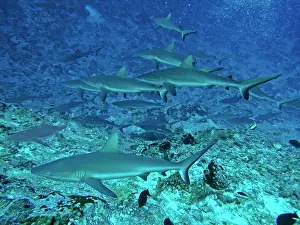 Numbers: Grey Reef SHARKS - There are thousands of these