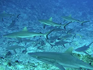 Passes: Grey Reef SHARKS - There are thousands of these