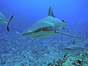 Passes: Grey Reef SHARKS - There are thousands of these