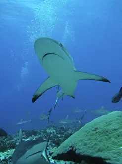Numbers: Grey Reef SHARKS - The Tumotos are the only area