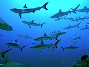 Passes: Grey Reef Sharks - in the Tumotos, French Polynesia