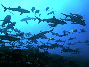 Passes: Grey Reef sharks - in the Tumotos, French Polynesia