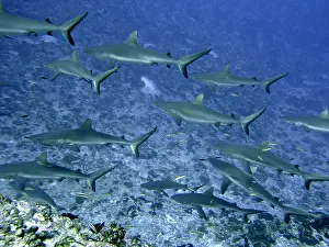 Passes: Grey Reef SHARKS - in the Tumotos, French Polynesia