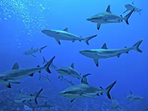 Passes: Grey Reef SHARKS - in the Tumotos, French Polynesia