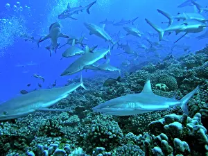 Note: Grey Reef SHARKS - in the Tumotos, French Polynesia