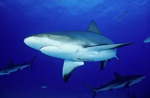 Carribean: Grey Reef sharks - Underwater