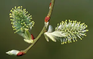 Catkin: Grey Sallow Willow - Catkins