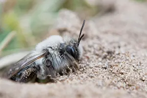 Andrena: Grey sand bee (Andrena cinerea), Emsland, Lower