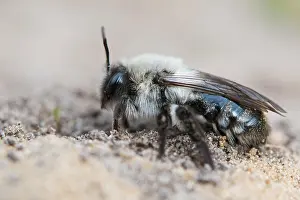Andrena: Grey sand bee (Andrena cinerea), Emsland, Lower