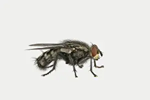 Flesh: Grey Sarcophaga carnaria (Sarcophaga carnaria)