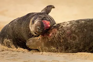 Rights: Grey Seal