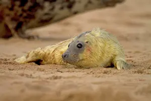 Helpless: Grey Seal