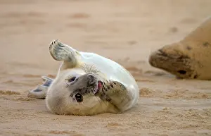 Helpless: Grey Seal