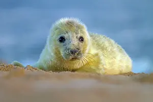 Helpless: Grey Seal