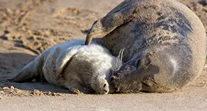 Hugs: Grey Seal