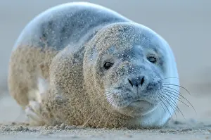 Burg: Grey Seal
