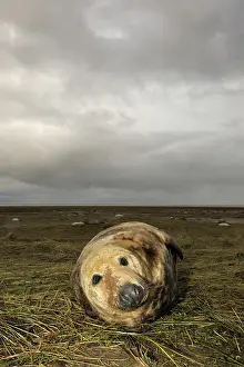 Horsehead: Grey Seal