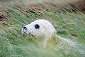 Innocent: Grey Seal