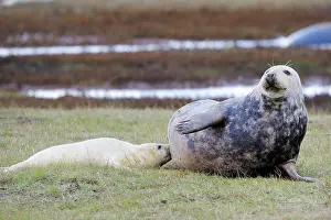 Innocent: Grey Seal