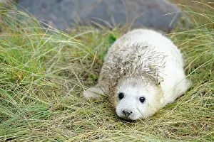 Innocent: Grey Seal