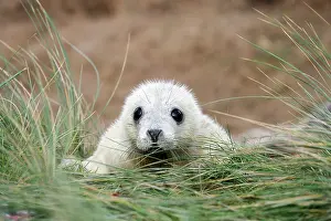 Innocent: Grey Seal
