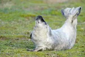 Innocent: Grey Seal