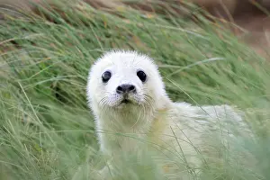 Innocent: Grey Seal