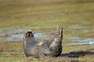 Foreshore: Grey Seal
