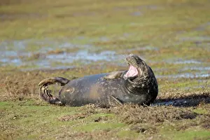 Horsehead: Grey Seal