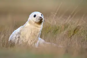 Innocent: Grey Seal