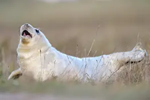 Innocent: Grey Seal