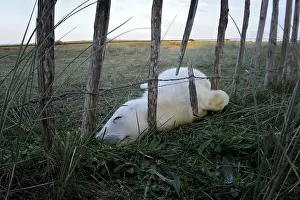Innocent: Grey Seal