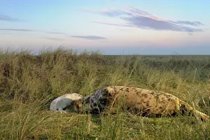 Innocent: Grey Seal