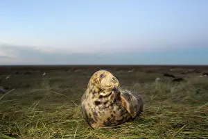 Horsehead: Grey Seal