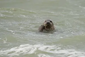 Brouwersdam: Grey Seal