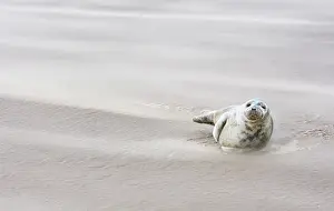 Sandstorm: Grey Seal