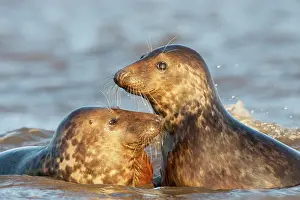Donna: Grey Seal
