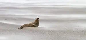 Donna: Grey Seal