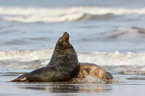 Donna: Grey Seal