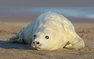 Donna: Grey Seal