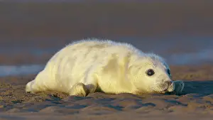 Donna: Grey Seal