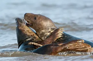 Donna: Grey Seal