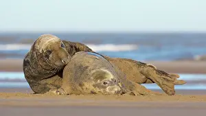 Donna: Grey Seal