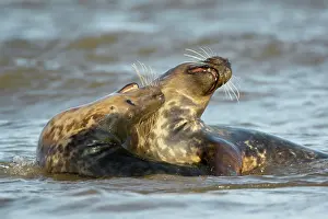Donna: Grey Seal