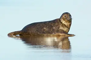 Donna: Grey Seal