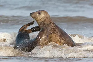 Donna: Grey Seal